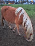 Pony, Dieren en Toebehoren, Merrie, 0 tot 2 jaar, B pony (1.17m tot 1.27m), Onbeleerd