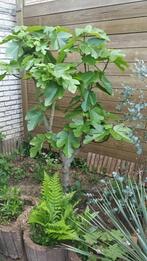 Laagstammige vijgenboom, Tuin en Terras, Ophalen