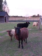 Ouessant x Ardense voskop zwart ooi te koop, Dieren en Toebehoren, Vrouwelijk, Schaap, 0 tot 2 jaar