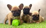 Franse bulldog pups bij ons thuis geboren, Dieren en Toebehoren, België, Fokker | Hobbymatig, CDV (hondenziekte), 8 tot 15 weken