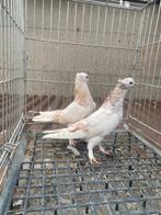 Super takla limon baby, Dieren en Toebehoren, Vogels | Duiven