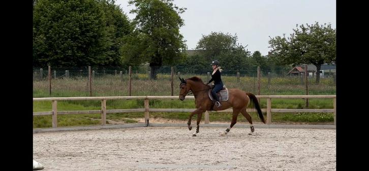 Weidemaatje/Wandelpaard/fokmerrie/projectpaardje te koop, Dieren en Toebehoren, Paarden, Merrie, M, 160 tot 165 cm, 7 tot 10 jaar