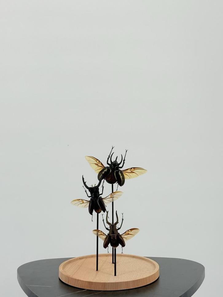 Opgezette Herculeskevers Onder Stolp - Wildernis Atelier, Verzamelen, Dierenverzamelingen