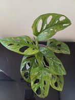 Monstera adansonii Mint, Ophalen of Verzenden