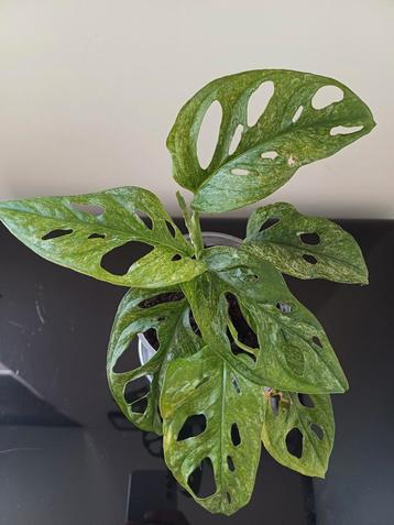 Monstera adansonii Mint  beschikbaar voor biedingen