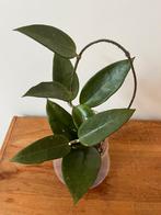 Hoya Parasitica Red, Huis en Inrichting, Ophalen of Verzenden