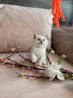 Britse korthaar kittens, Dieren en Toebehoren, Kater, Ontwormd, 0 tot 2 jaar
