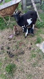 Dwergeitenbokje te koop, Dieren en Toebehoren