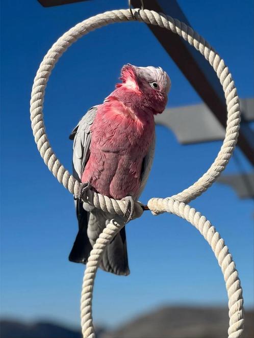 Handtamme rose kaketoe, Dieren en Toebehoren, Vogels | Parkieten en Papegaaien, Papegaai, Vrouwelijk, Geringd