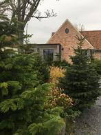 De echte nordman kerstboom, Diversen, Kerst, Ophalen