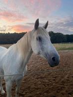 Weidemaatje of wandelpaardje, Dieren en Toebehoren, Merrie, 160 tot 165 cm, Gechipt, 11 jaar of ouder