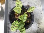 Zuid Afrikaanse hosta/ luipaardplant, Ophalen