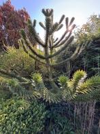 Apenboom Slangeden Araucaria araucana, Tuin en Terras, Ophalen, Overige soorten, 250 tot 400 cm