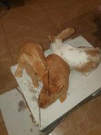 Konijnen, Dieren en Toebehoren, Konijnen, Groot