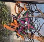 Corallus Hortulanus Dalmatische karamel., Dieren en Toebehoren, Reptielen en Amfibieën, Slang, Tam, 0 tot 2 jaar