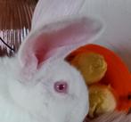 Duitse reus ram, Dieren en Toebehoren, Konijnen, Mannelijk, Groot, 0 tot 2 jaar