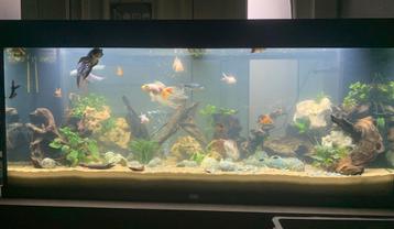 Verschillende aquariums en toebehoren te koop beschikbaar voor biedingen