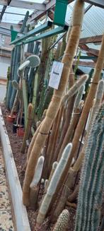 Collectie cactus, Ophalen