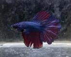 Betta halfmoon, Dieren en Toebehoren, Vis, Zoetwatervis
