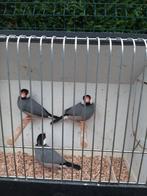 vogels , padda's / rijstvogels, Dieren en Toebehoren, Meerdere dieren, Papegaai, Geringd