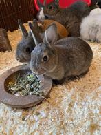 Konijntjes zoeken thuis, Dieren en Toebehoren, Konijnen, Dwerg