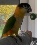 Handtam zwartkop caique, Dieren en Toebehoren, Geringd