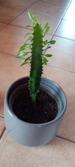 Cactus, Huis en Inrichting, Kamerplanten, Ophalen of Verzenden, Cactus, Halfschaduw, Minder dan 100 cm