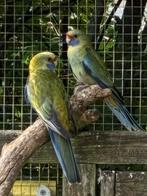 Strogele rosella pop, Dieren en Toebehoren, Vrouwelijk, Parkiet, Geringd