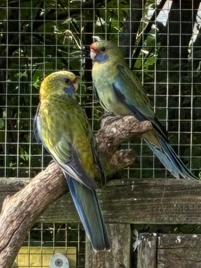 Strogele rosella pop, Dieren en Toebehoren, Vogels | Parkieten en Papegaaien, Parkiet, Vrouwelijk, Geringd