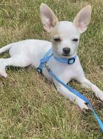 Chihuahua pup reutje 21 weekjes, Dieren en Toebehoren, Honden | Chihuahua's en Gezelschapshonden, België, Fokker | Hobbymatig