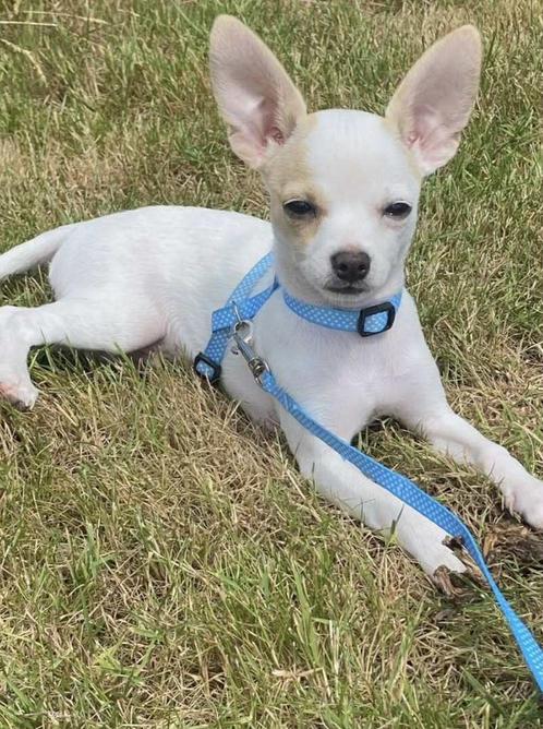 Chihuahua pup reutje 21 weekjes, Dieren en Toebehoren, Honden | Chihuahua's en Gezelschapshonden, Reu, Chihuahua, Fokker | Hobbymatig