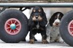 Engelse Cocker Spaniël pups - 100% Belgisch, Dieren en Toebehoren, Meerdere, 8 tot 15 weken, Meerdere dieren, België