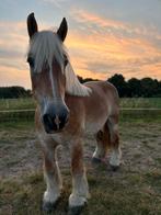 Halve stal mechelen, Dieren en Toebehoren, Weidegang, 2 of 3 paarden of pony's