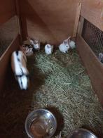 Vlinder konijntjes, Dieren en Toebehoren, Konijnen, Meerdere dieren
