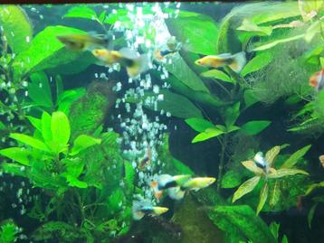 Guppy's Tuxedo gold en andere kleuren beschikbaar voor biedingen