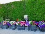Grijze betonnen bloembakken, Comme neuf, Enlèvement, Béton, 60 à 100 cm