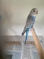 Grasparkieten, Dieren en Toebehoren, Vogels | Parkieten en Papegaaien, Tam