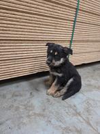 Kruising tussen Duitse herder en husky, Parvo, België, 8 tot 15 weken, Meerdere