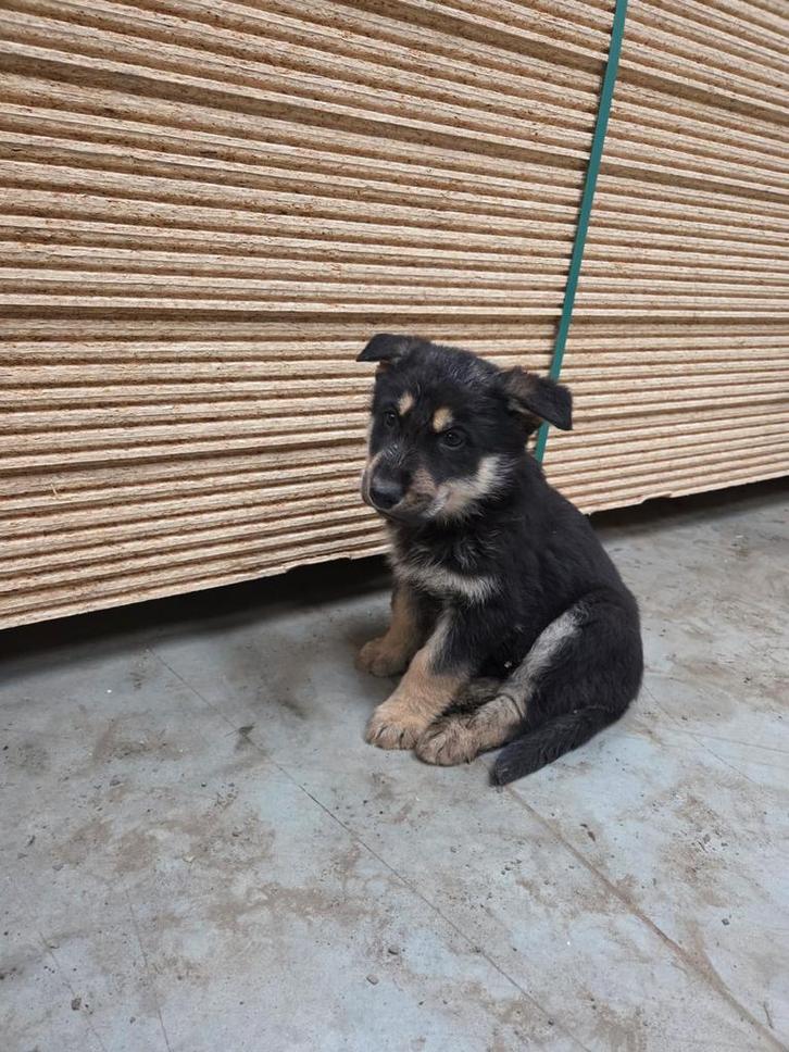 Croisement entre berger allemand et husky, Animaux & Accessoires, Chiens | Bouledogues, Pinschers & Molossoïdes, Chien (mâle)
