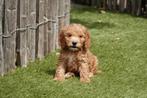 Prachtige cockapoo pups, Dieren en Toebehoren, België, Overige rassen, CDV (hondenziekte), 8 tot 15 weken