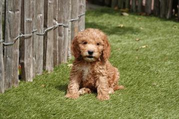 Prachtige cockapoo pups beschikbaar voor biedingen