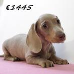 Teckel (korthaar) pups te koop, Dieren en Toebehoren, Honden | Teckels en Dashonden, 15 weken tot 1 jaar, Handelaar, CDV (hondenziekte)