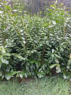 Prunus laur. 'Novita' 150/+ (paplaurier), Ophalen of Verzenden, Laurier, Haag, 100 tot 250 cm