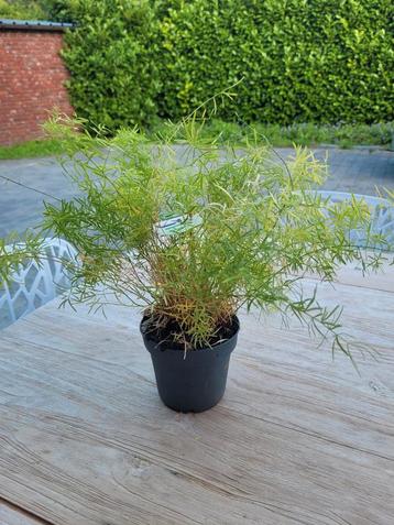 Gratis kamerplant asparagus beschikbaar voor biedingen