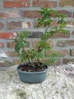 Acer Shishigashira marcot, Tuin en Terras, Planten | Bomen, Ophalen