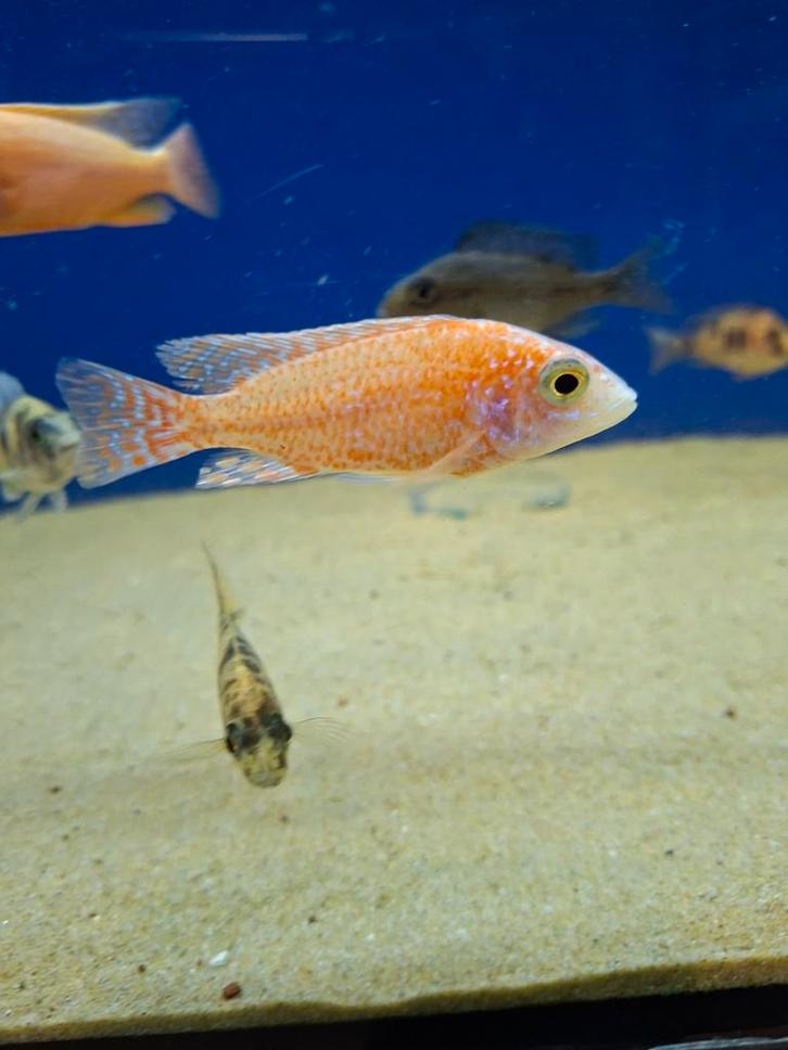 Cichlides malawi couple aulonocara fire fish, Animaux & Accessoires, Poissons | Poissons d'aquarium