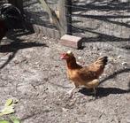 jonge kippen, Dieren en Toebehoren, Pluimvee, Kip