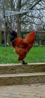 Brahma hanen/ zijdehoen hanen, Dieren en Toebehoren, Pluimvee