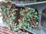 vrouwenmantel of alchemilla, vaste plant, Tuin en Terras, Ophalen