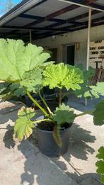 Gunnera manicata, Ophalen